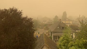 Houses and a big tree and the air is covered in a thick layer of smoke.