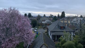 Houses with a tree in full bloom.